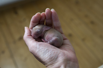 Little orphan rabbit baby in hand