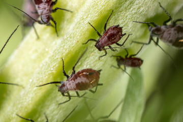 Aphids on a plant in nature