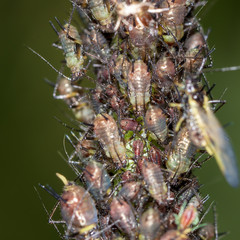 Aphids on a plant in nature
