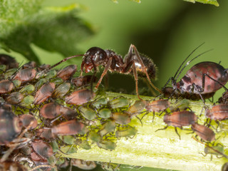 Naklejka premium Ants and aphids on the plant