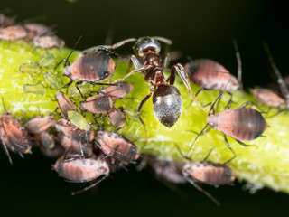 Fototapeta na wymiar Ants and aphids on the plant