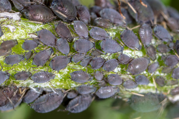 Aphids on a plant in nature