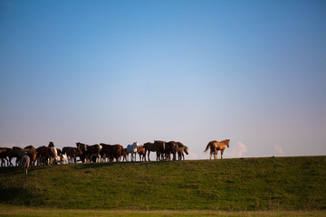 Herd of horses standing on green pasture under blue sky