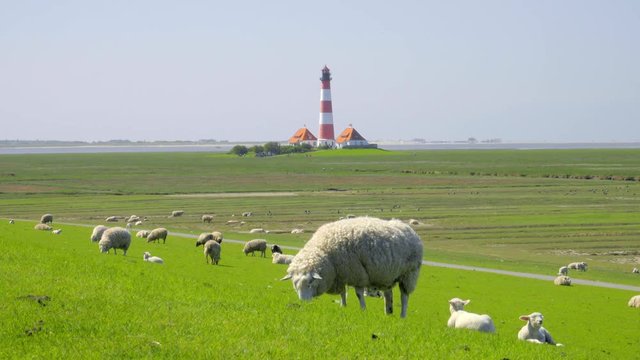 Schafe grasen auf dem Deich vor dem Leuchtturm Westerhever - St. Peter Ording Nordfriesland