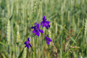 blue wildflowers on the background of wheat