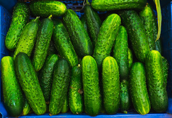Green fresh cucumbers in a basket in the window of a small vegetable market.