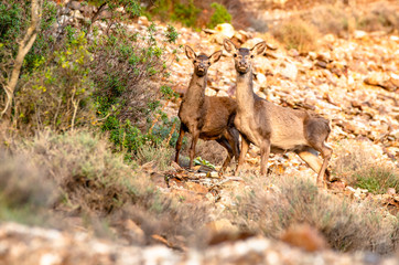 Two deer in the mountains of Sardinia look in the camera