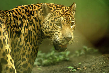 Fototapeta na wymiar Jaguar (Panthera onca) hunting in the rainforest