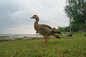 A goose standing near the river