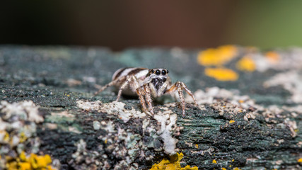 Springspinne