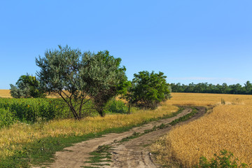Fototapeta na wymiar path among the fields / summer landscape looking for a plot in rural surroundings