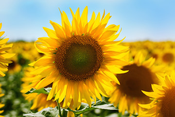 Sunflower flower close-up / evening photo nature at dusk field of ukraine
