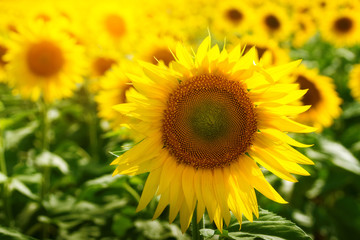 Obraz premium Sunflower flower close-up / evening photo nature at dusk field of ukraine