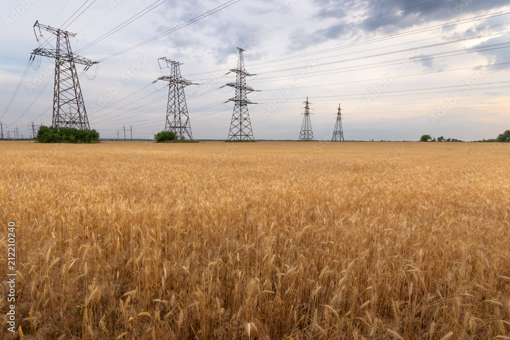 Wall mural power line bright summer day / ripe wheat bright summer landscape agriculture