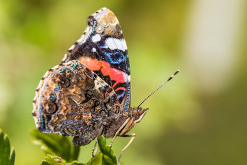 Kleiner Fuchs Seitenansicht