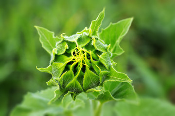 young sunflower undiscovered close-up / bright summer landscape life of plants in full colors