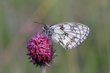 Papillon gazé sur fleur de chardon