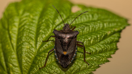 Wanze auf einem Blatt
