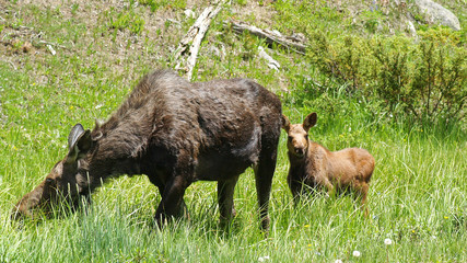 Moose calf baby mother