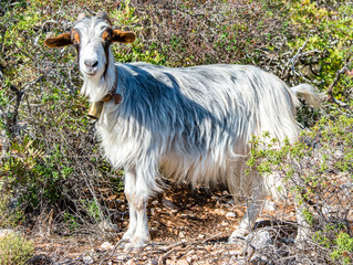 Obraz premium Eine Ziege in den Bergen von Sardinien sieht in die Kamera