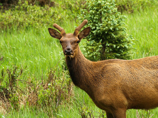 elk bull bugle field velvet