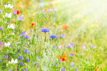 Sommer, Wildblumen, Wiese