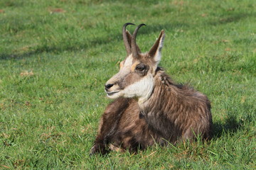 Chamois jurassien se reposant au petit matin