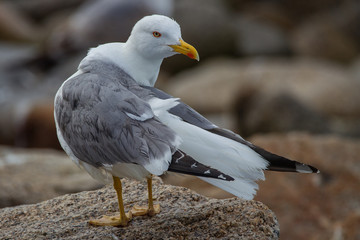 Larus michahellis