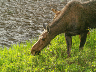 moose cow feed stream