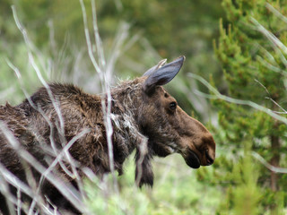 moose bull cow calf calves 