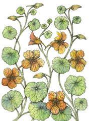 Obraz premium nasturtium