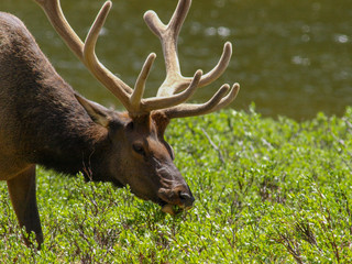 elk bull bugle cow calf