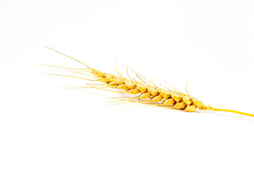 Golden ripe filigree barley ear isolated on white background