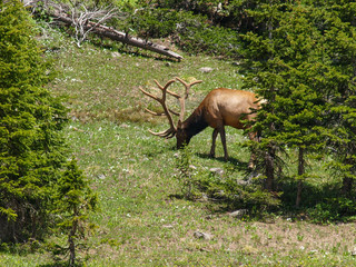 elk bull bugle cow calf