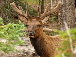 elk bull bugle cow calf