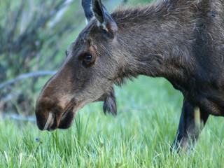 moose cow feed stream