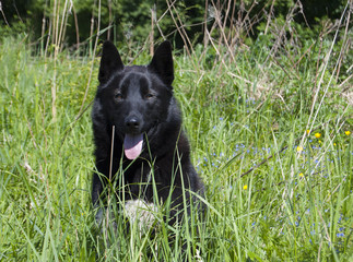 Black hunting dog breed Russian-European dogskin sitting in the grass