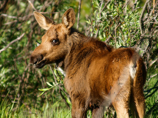 moose bull cow calf calves 