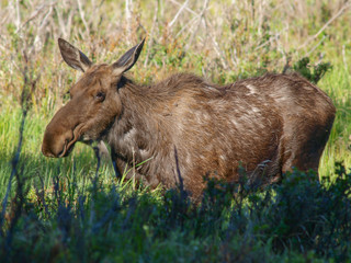 moose bull cow calf calves 