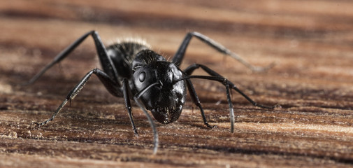 Ant on an old wooden background close-up