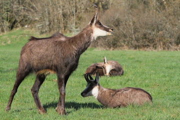Chamois jurassien