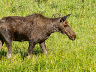 moose bull cow calf calves 
