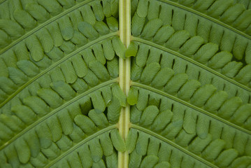 Texture of fern leaf close-up