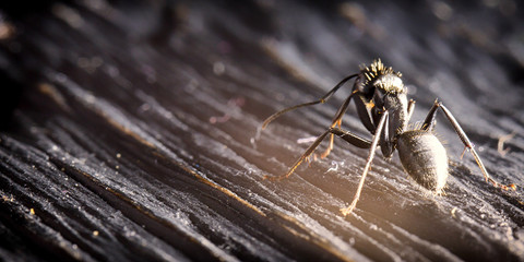 Ant on an old wooden background close-up