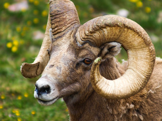 Bighorn Sheep RMNP Denali Colorado Montana Rocky Mountain National Park