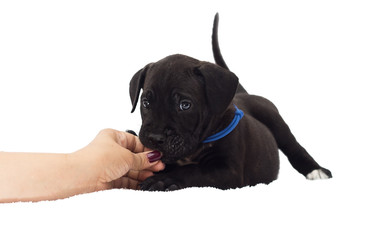 puppy cane corso on a white background