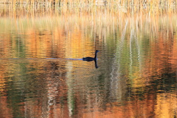 Grèbe huppé dans  les reflets