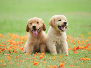 Cute Puppy Golden Retriever running in the park. - 212213008