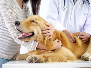 Golden Retriever meeting doctor at pet hospital for checking up body and get some vaccine.
