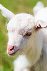 little goat on the grass